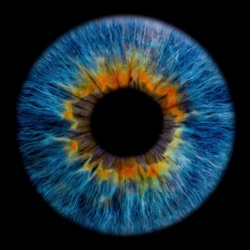 iris portraits seattle blue eye